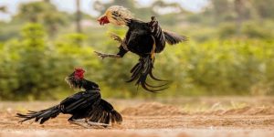 Giới thiệu đôi nét về loại hình đá gà trực tuyến C1 hấp dẫn